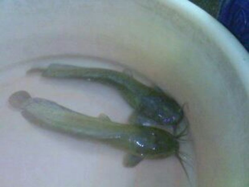水产