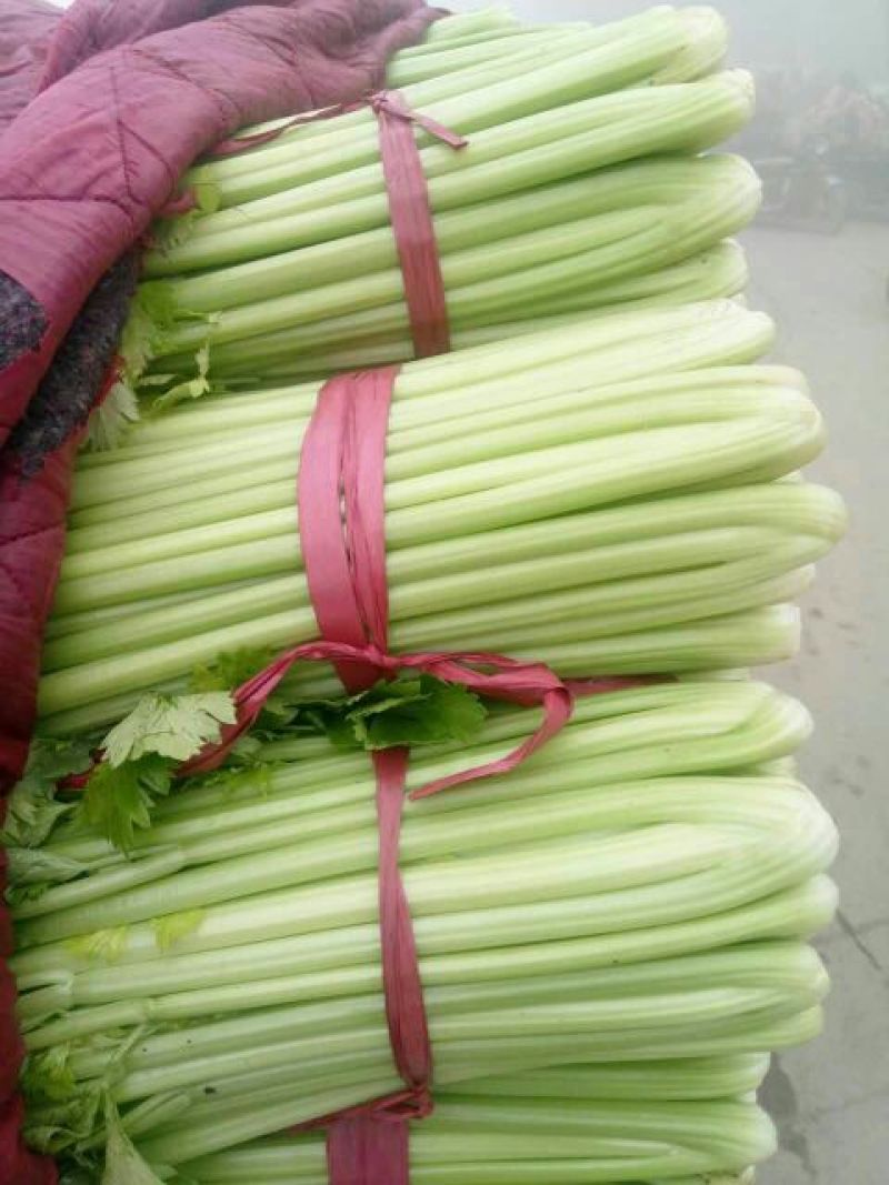 芹菜40cm以上