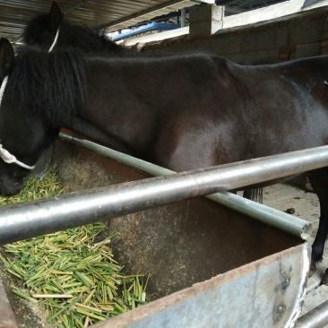 肉马100~200kg