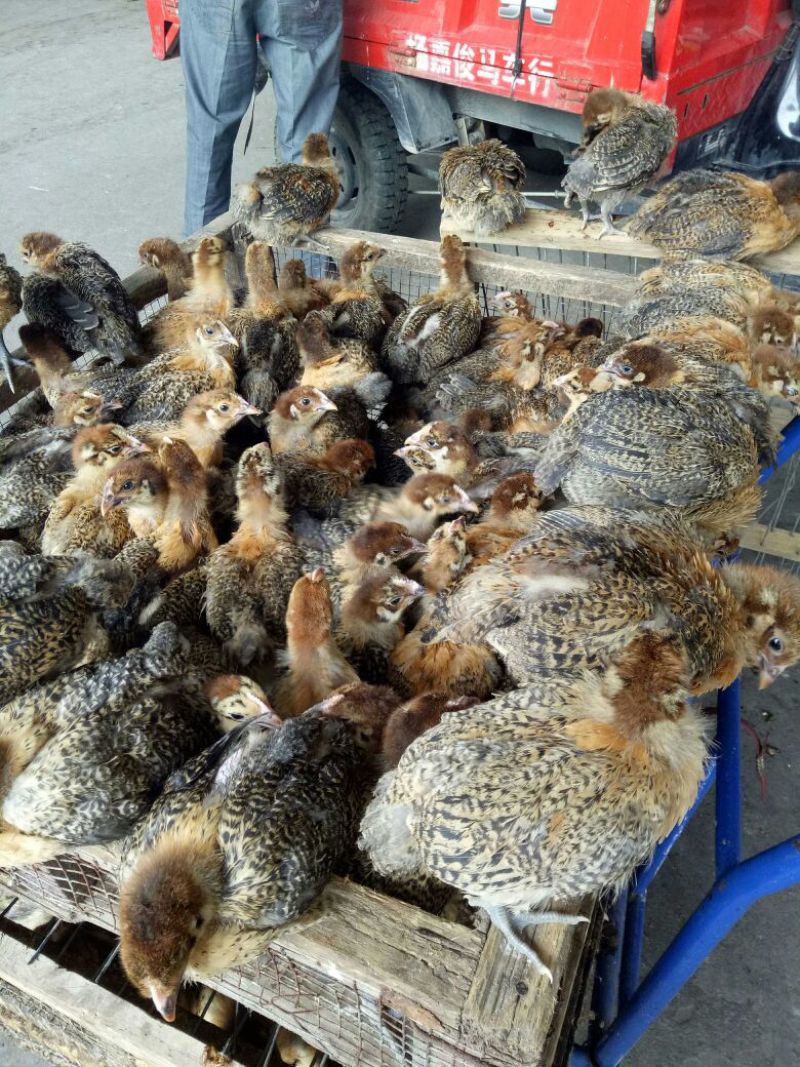 青脚麻鸡苗脱温苗500克以上通货