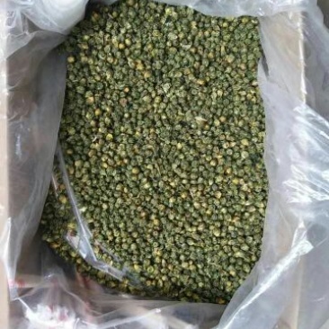 杭州白菊