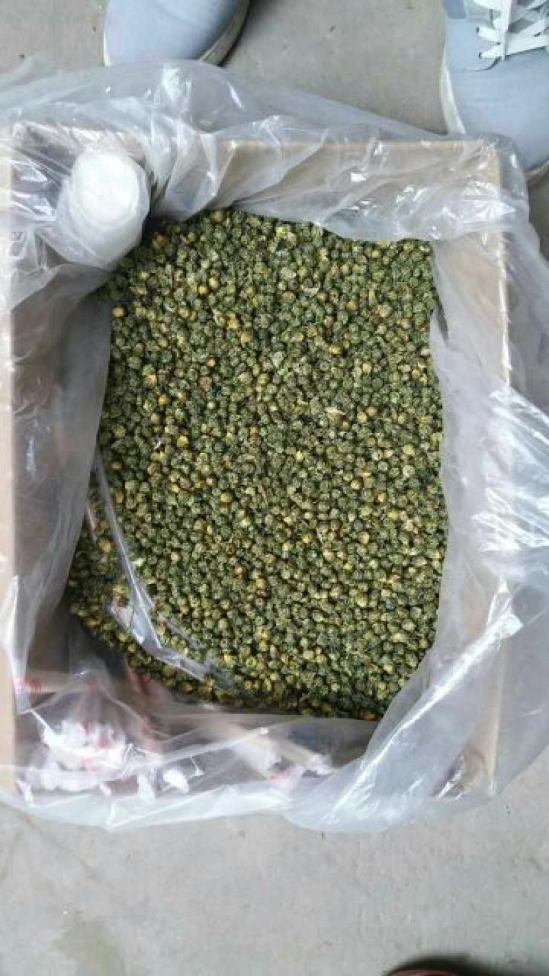 杭州白菊