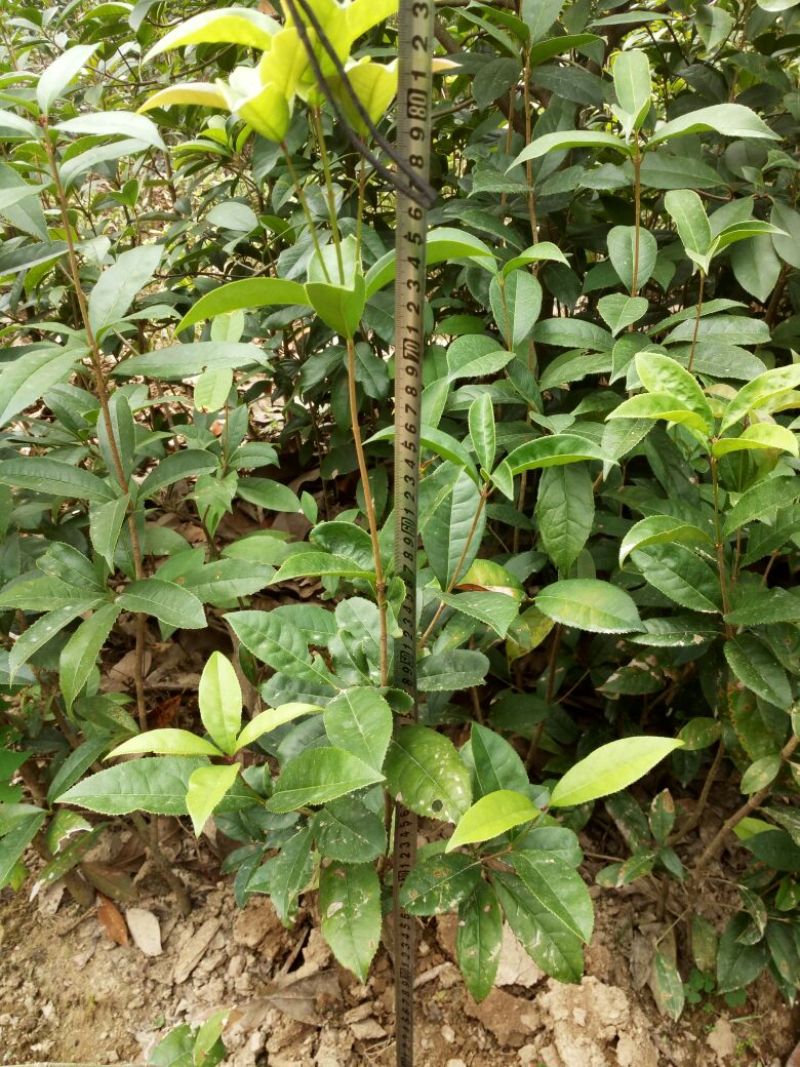 桂花树，八月桂花，四季桂，河南省潢川县苗木基地直销批发