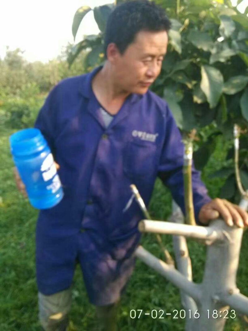 青皮核桃青皮