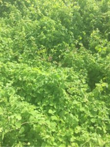 臭参云南会泽县