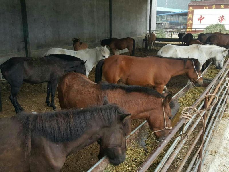 矮马100~200kg