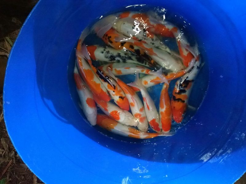 锦鲤饲料0.5~1公斤