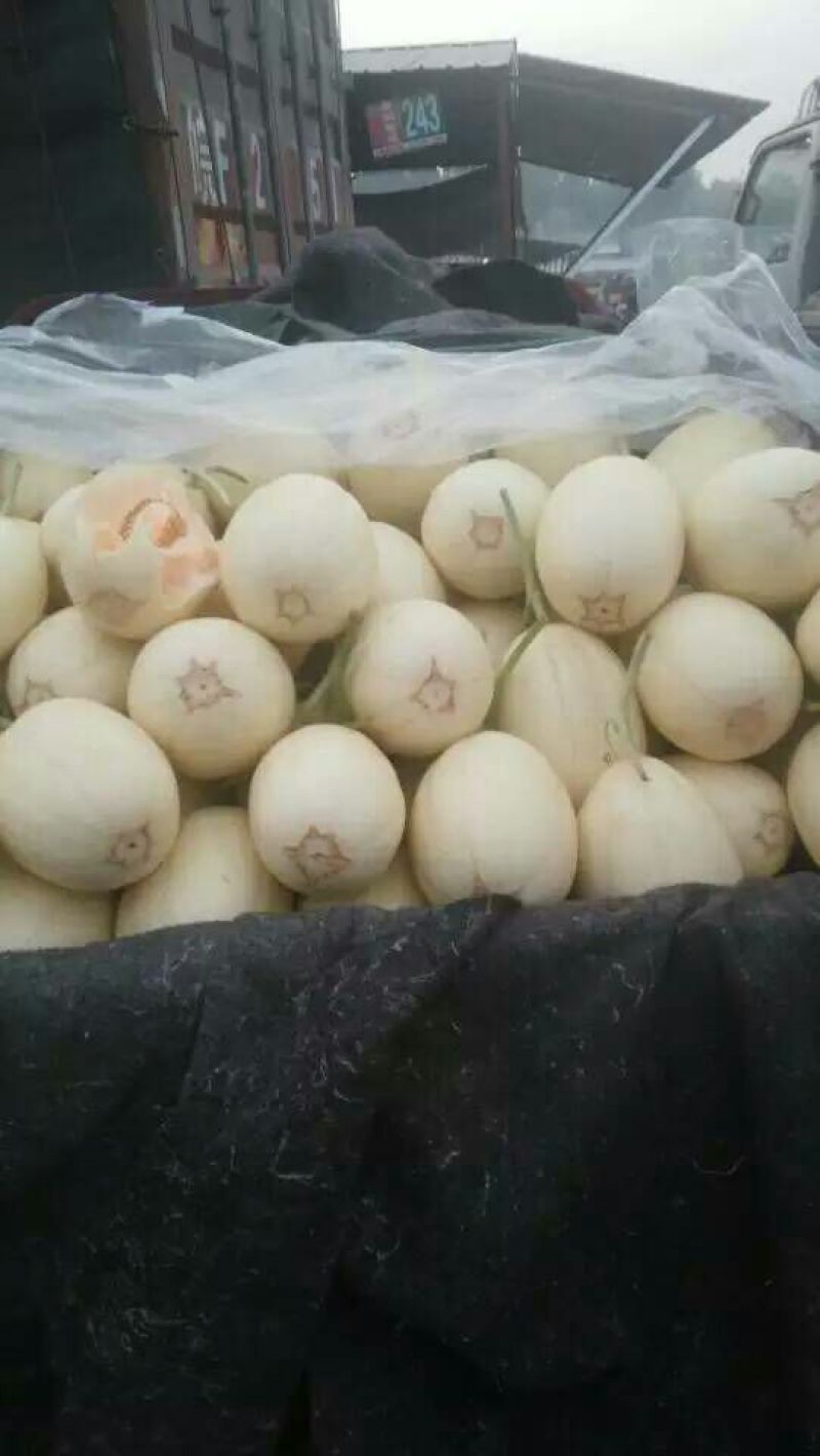东方密1号哈密瓜1斤以上长圆形