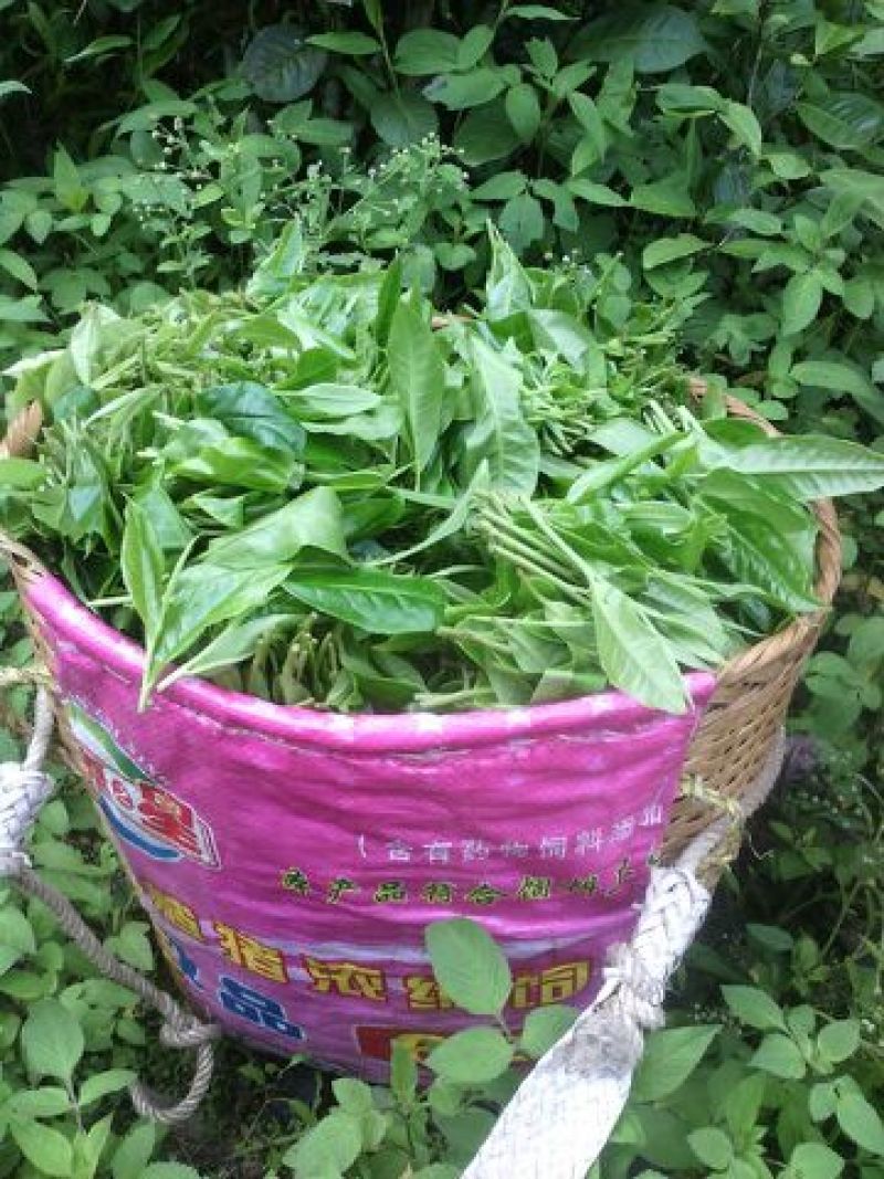 本山茶