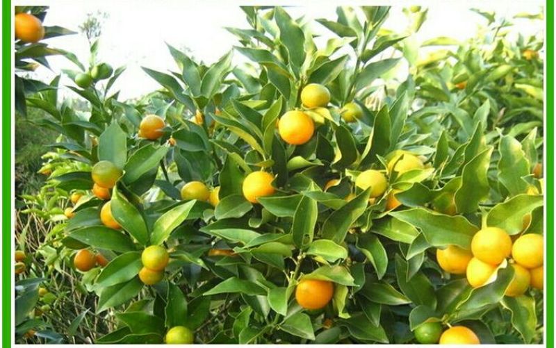爱媛38号苗免费提供种植技术保湿邮寄
