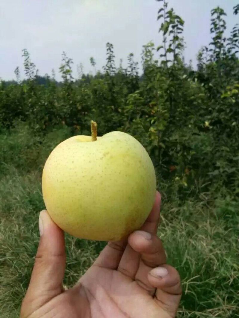 黄金梨300~350g膜袋