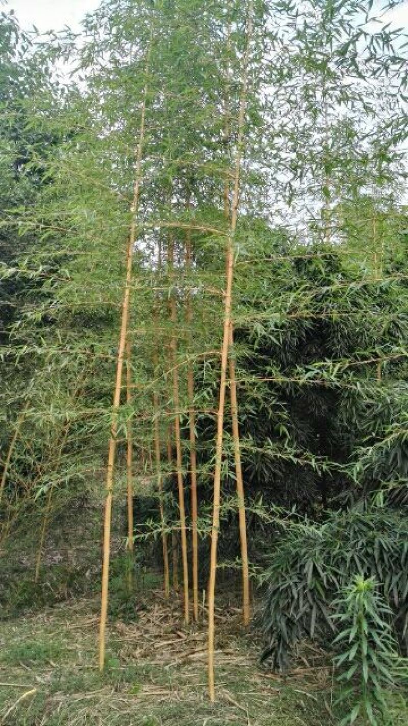 金叶女贞4cm以下