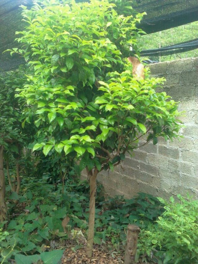 金花茶叶一级