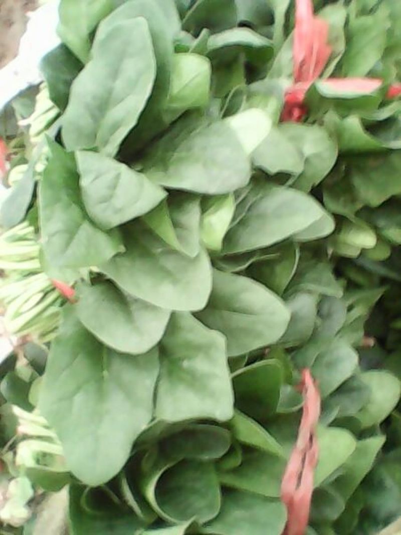 越冬菠菜