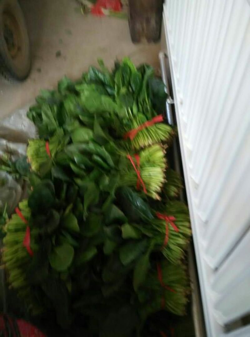 菠菜35~40厘米
