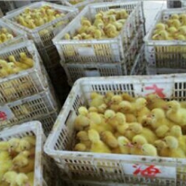 皖西白鹅鹅苗250g以下