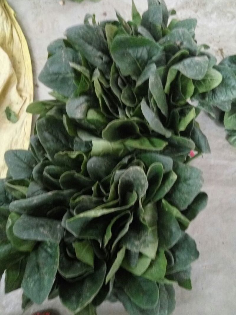 大叶菠菜
