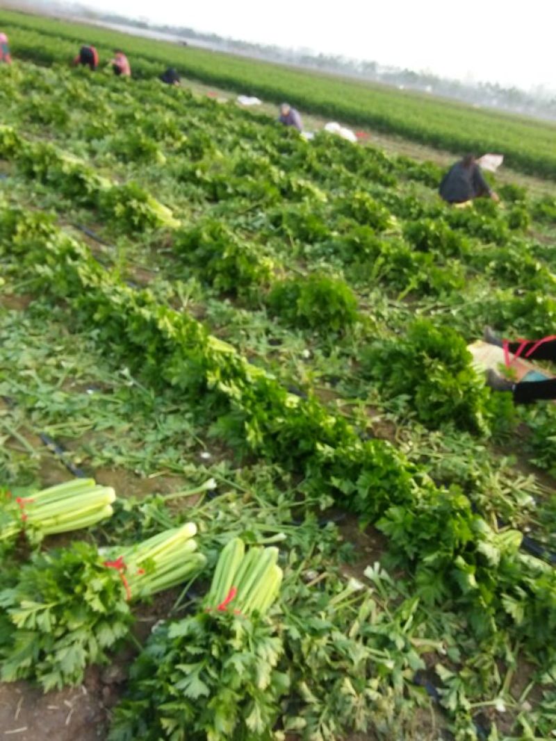【推荐芹菜】西芹法国皇后河南大棚种植叶绿杆亮量大从优欢迎电联