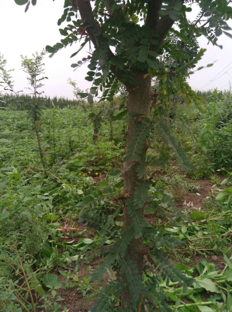 皂角树7_15cm2~4米