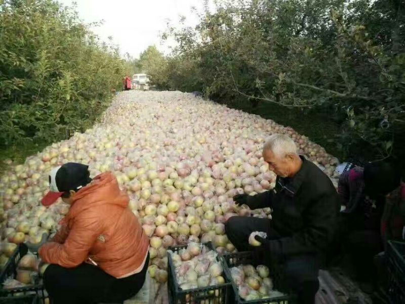 冰糖心苹果70mm以上膜袋