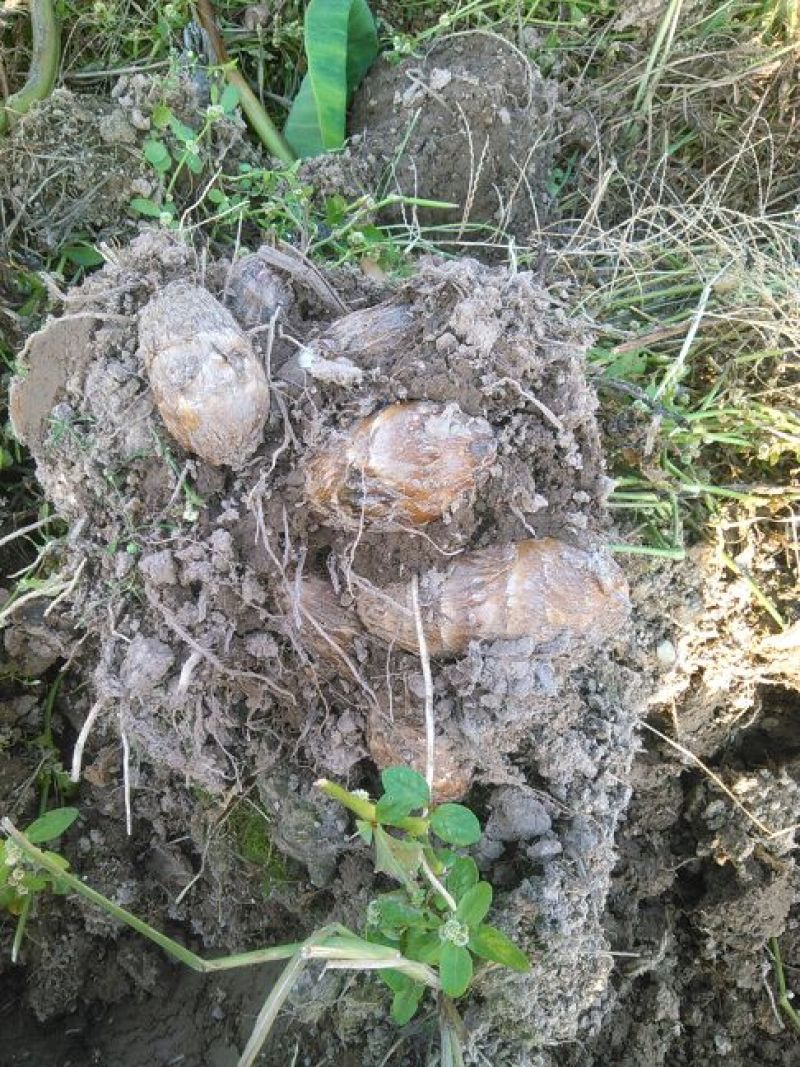 红芽芋，产地供货，一手货源价优物美，可实地考察，包食宿