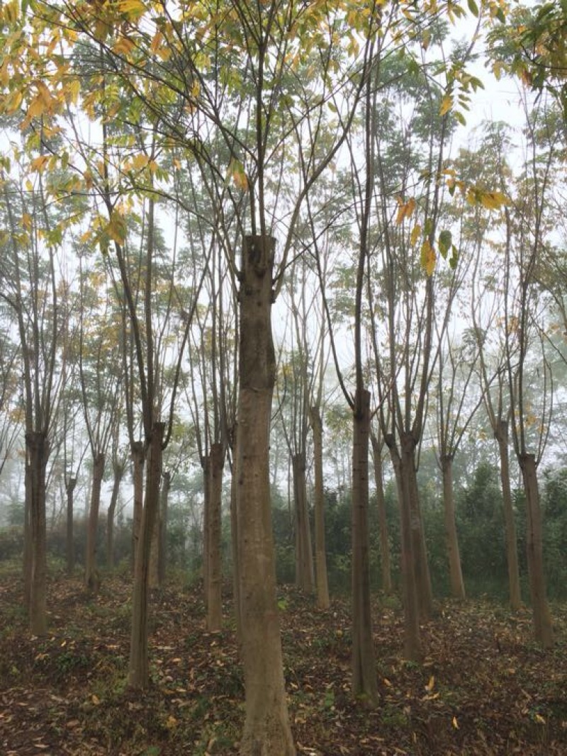 黄山栾树