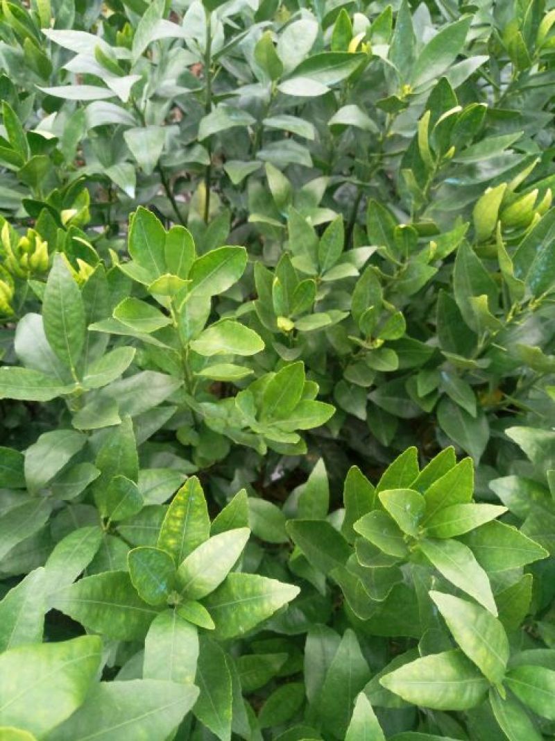 沃柑苗30~50cm