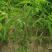 桃树苗80cm以上