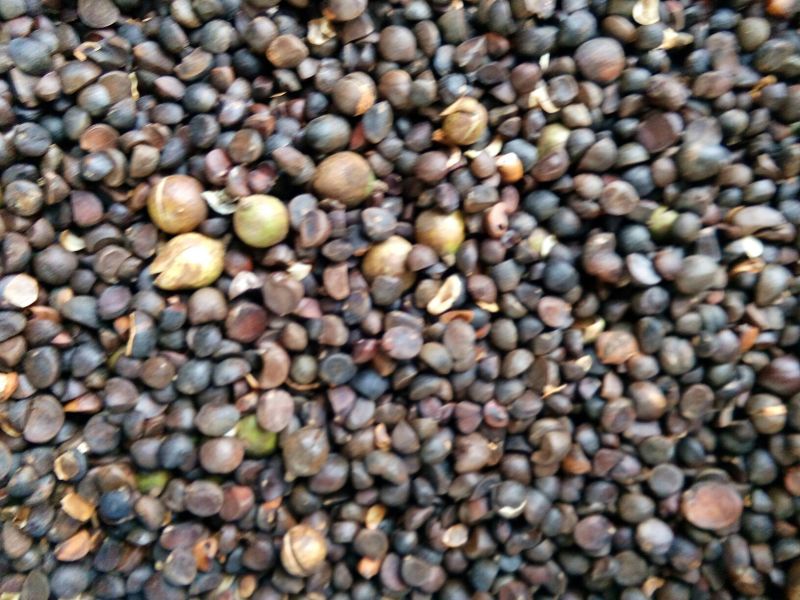 油菜籽1