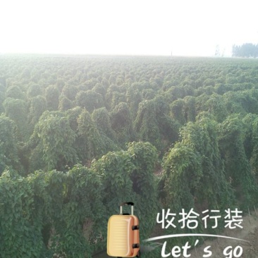 日本白山药