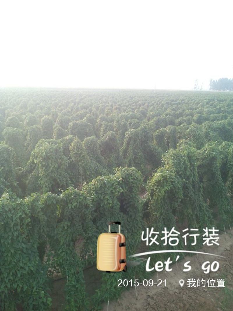 日本白山药