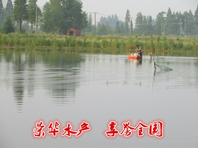 湖南益阳小龙虾食用4~6钱活虾
