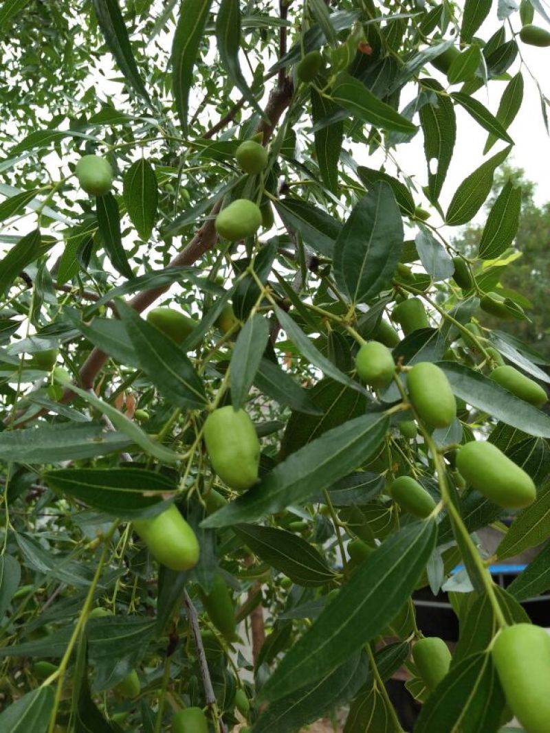 枣树苗80~110cm