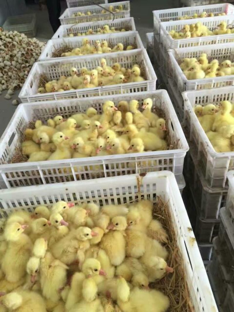 狮头鹅苗250g以下