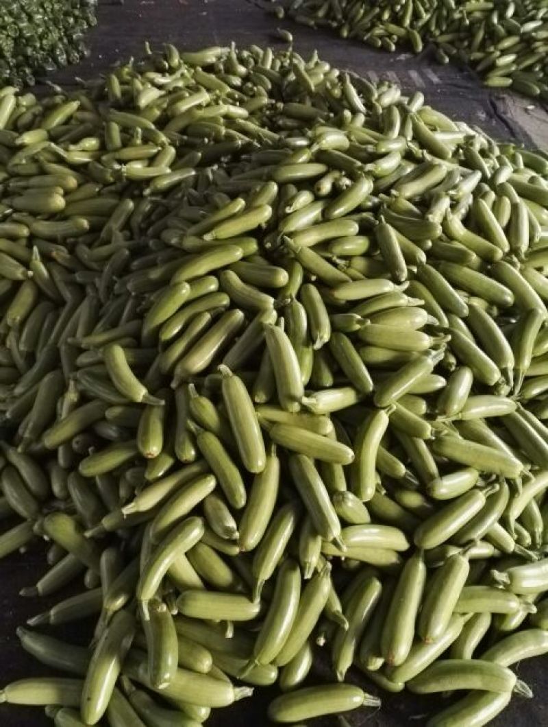 绿皮西葫芦0.6斤以上