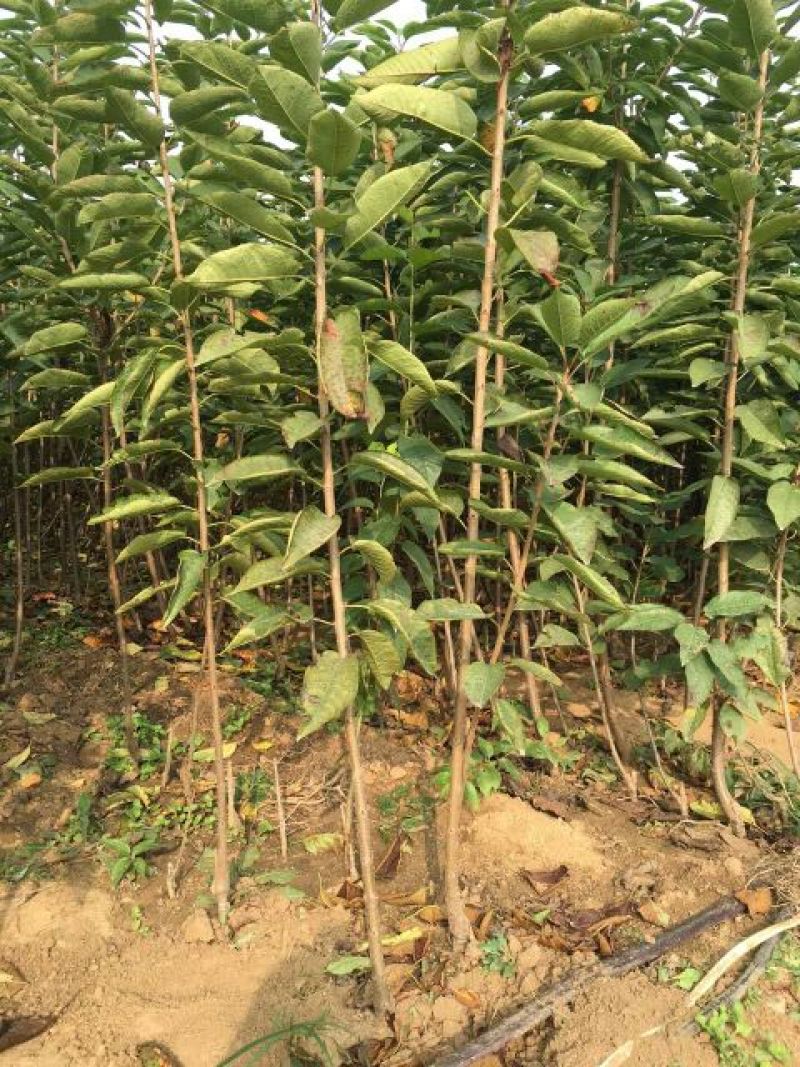 矮化樱桃苗车厘子苗大棚樱桃苗一根棍大樱桃苗基地直销