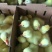 鹅苗250g以下