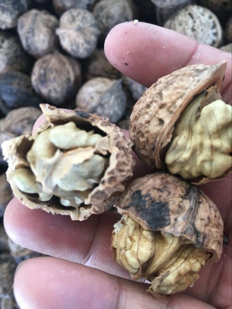 薄皮核桃去皮干