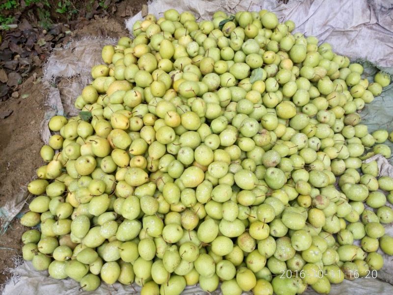 子母梨250~300g光果