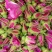 玫瑰花茶