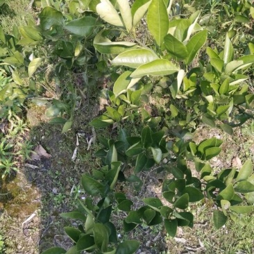 冰糖橙树苗30~50cm