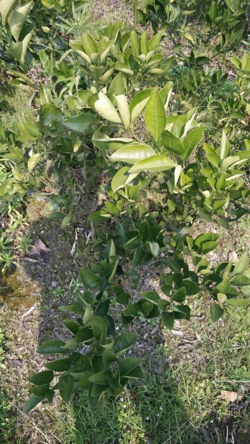 冰糖橙树苗30~50cm