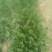 大叶菠菜20~25厘米