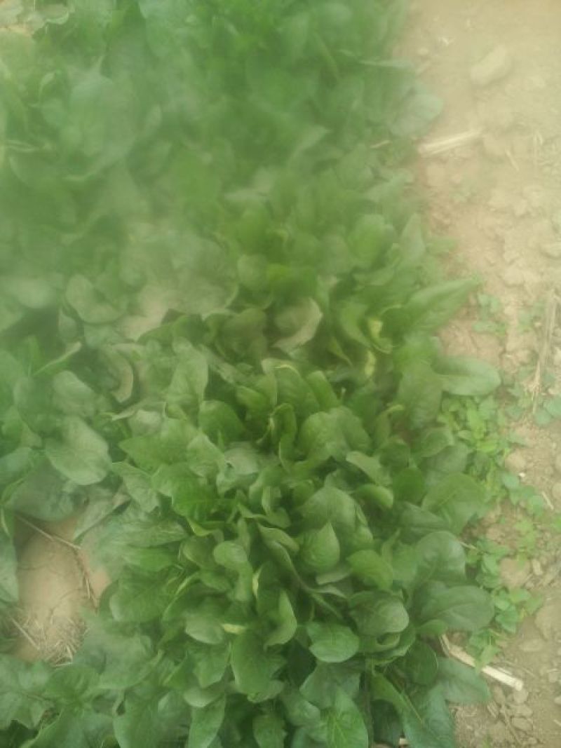 大叶菠菜20~25厘米
