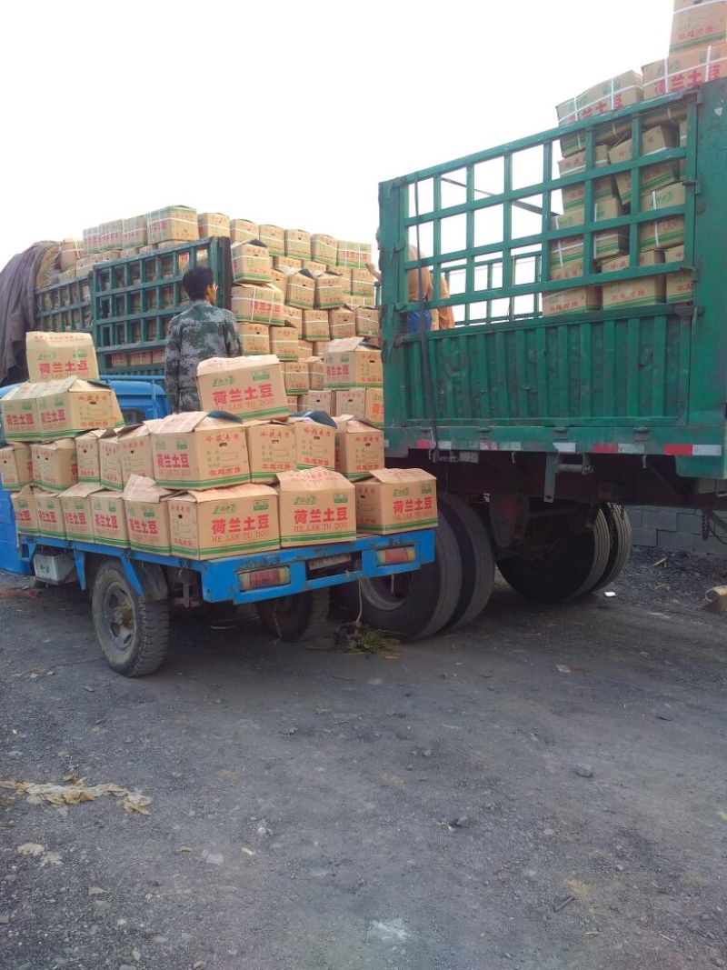 【推荐】山东滕州荷兰十五土豆3两以上个头均匀整车批发量大