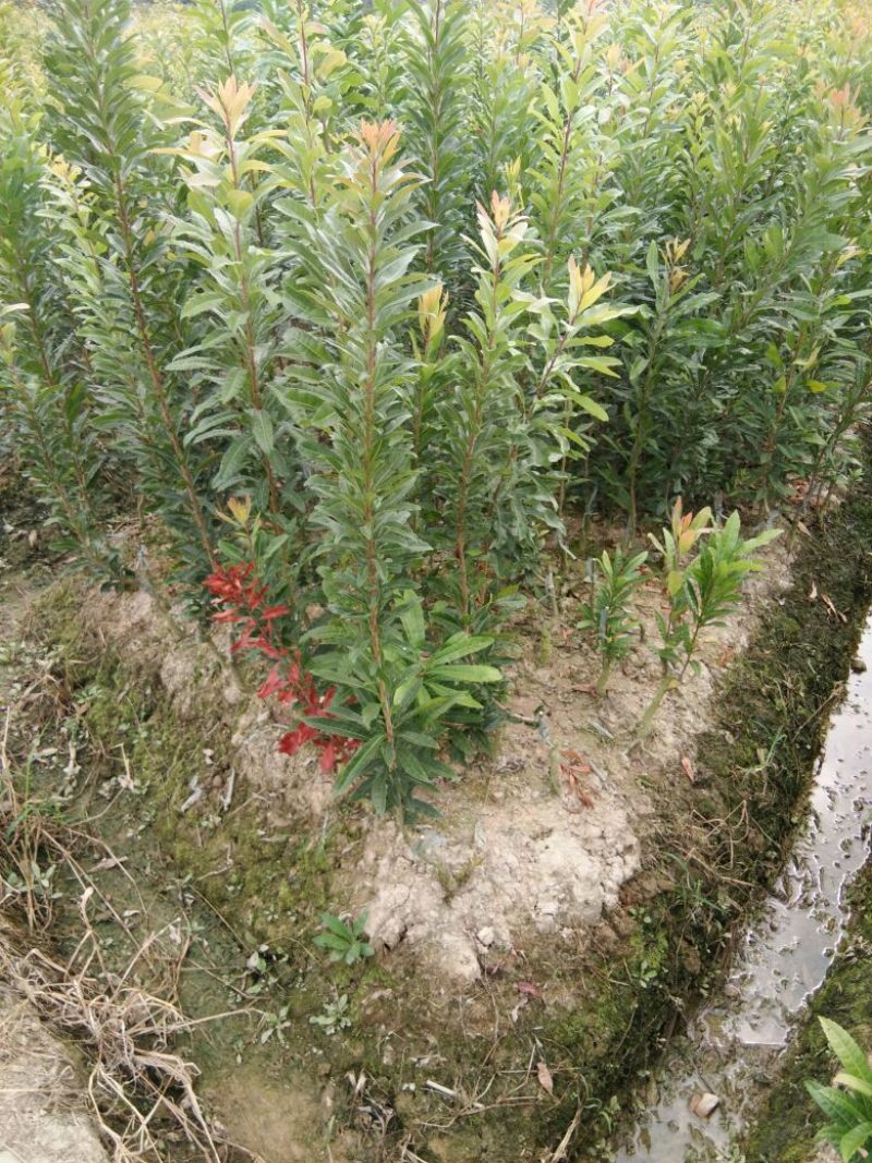 杨梅树30~50cm