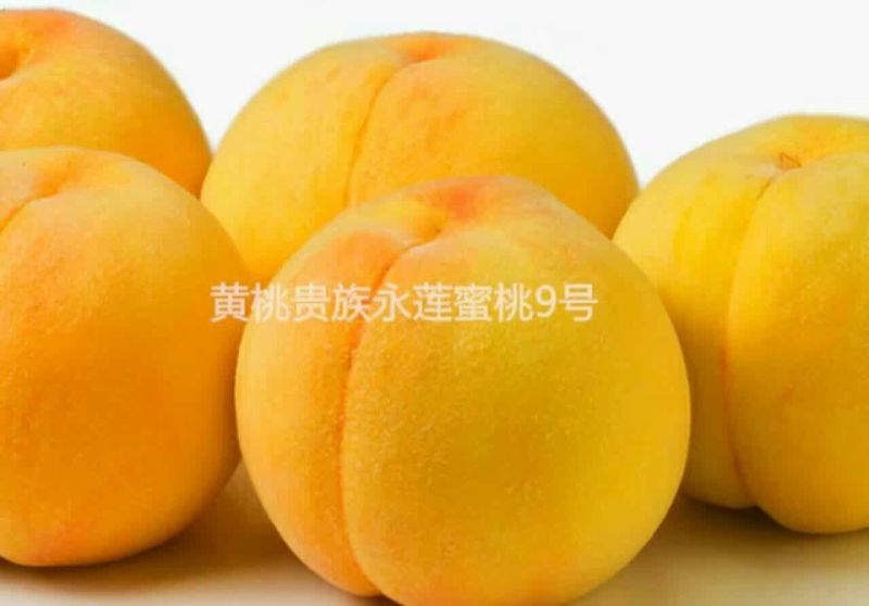 春雪桃树苗70~80cm