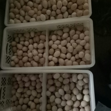 土鸡蛋食用50g以下
