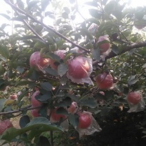 河北深州秀水苹果75mm以上膜袋，货源充足，量大从优