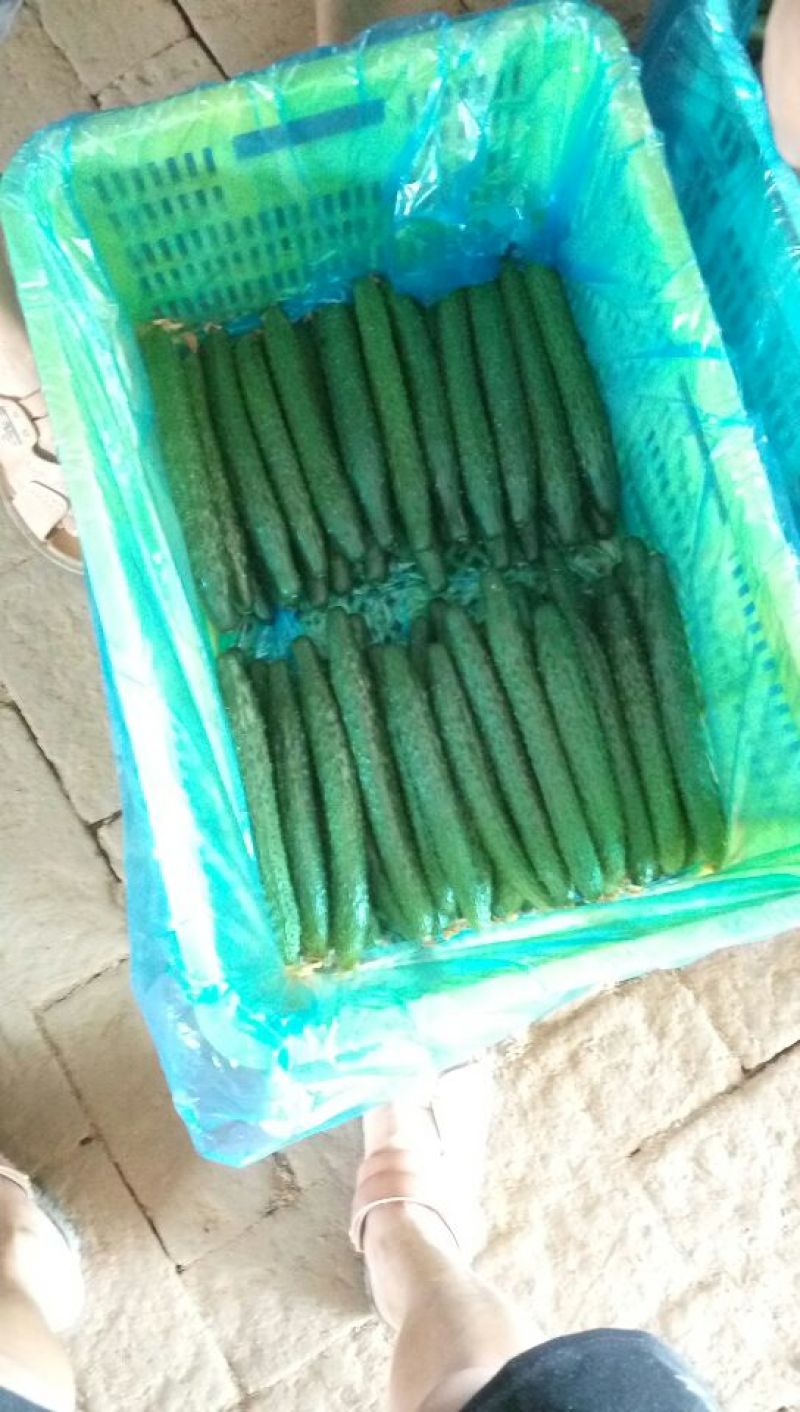 山东莘县精品黄瓜商超**电商对接一条龙服务
